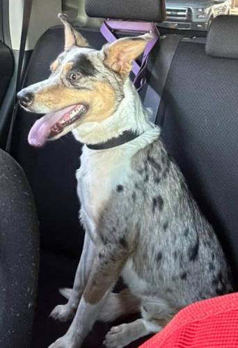 Found/Stray Male Dog last seen 15th & 101st, Tulsa, OK 74128