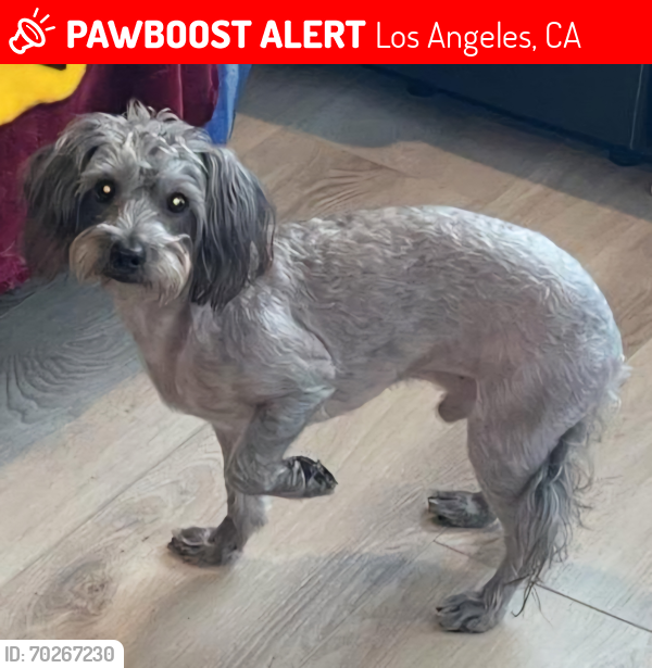 Lost Male Dog last seen W.anahurst pl Santa Ana, Los Angeles, CA 90065