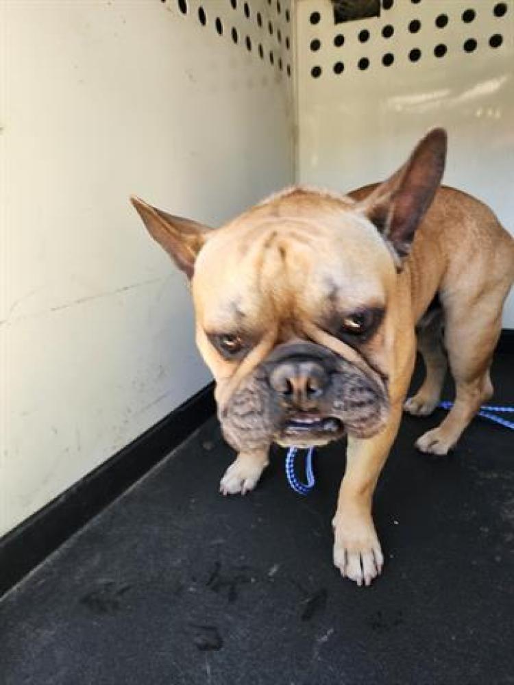Shelter Stray Male Dog last seen Near BLOCK LAS ENTRADAS, BAKERSFIELD,CA, Bakersfield, CA 93307