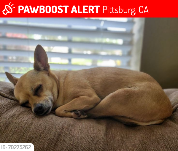 Lost Female Dog last seen Walmart Planet Fitness , Pittsburg, CA 94565