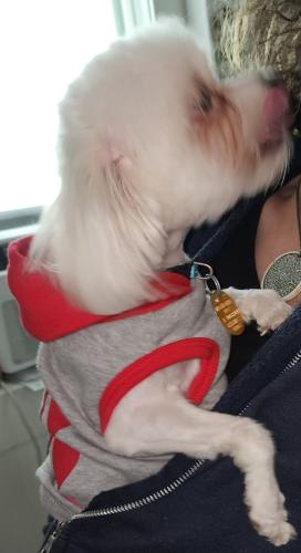 Lost Male Dog last seen South Park recreation center, Los Angeles, CA 90011