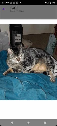 Lost Female Cat last seen 24th Ave- portola Dr , Santa Cruz County, CA 95062