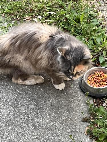 Found/Stray Female Cat last seen Along Falcon Way, Hercules, CA 94547