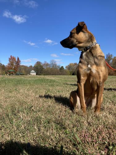 Lost Female Dog last seen Near Cornwallis way, Fayetteville, GA 30214
