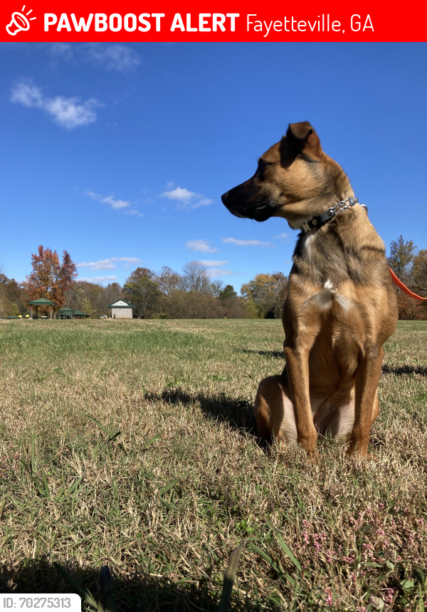 Lost Female Dog last seen Near Cornwallis way, Fayetteville, GA 30214