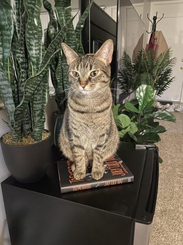 Lost Female Cat last seen Perch on Lake apartments , Sheffield Lake, OH 44054