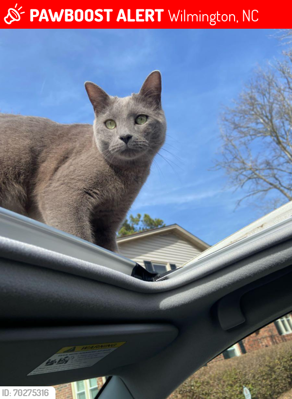 Lost Male Cat last seen North Colony Circle, Between Brookview and Kelly, Wilmington, NC 28409