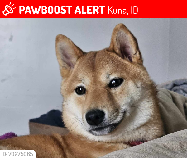 Lost Female Dog last seen Near Kalahari , Kuna, ID 83634