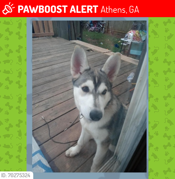 Lost Female Dog last seen North  ave. Athens  ga, Athens, GA 30609