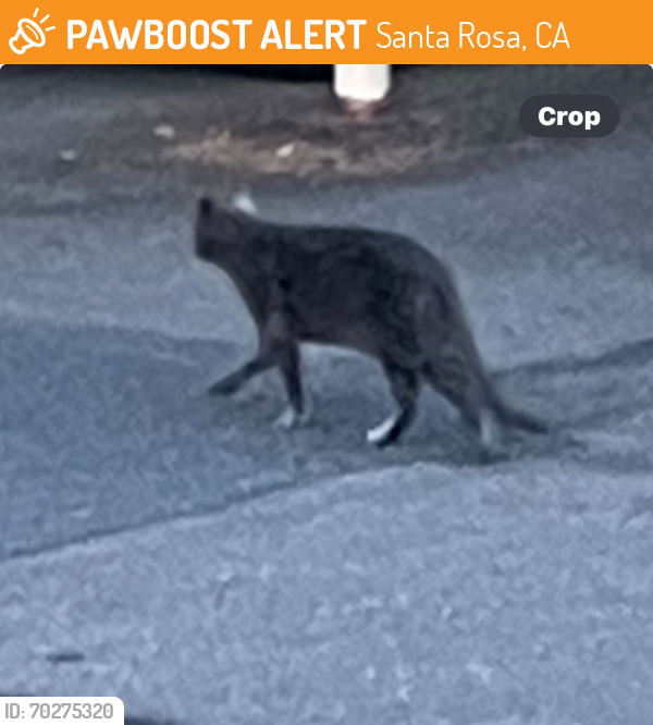 Found/Stray Unknown Cat last seen Yulupa - Meyers Bennett Vally Santa Rosa Ca, Santa Rosa, CA 95405