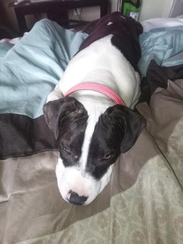 Lost Female Dog last seen 42nd - 46th & Mitthoffer , Indianapolis, IN 46235