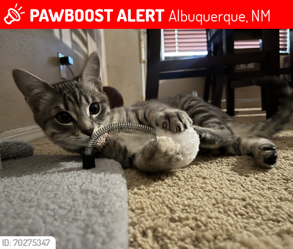Lost Female Cat last seen Gibson and university , Albuquerque, NM 87106