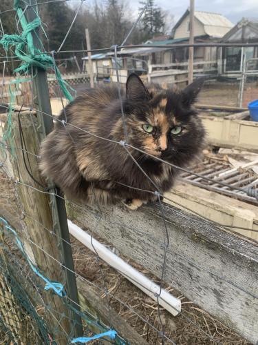 Lost Female Cat last seen Glen-neish and upper sumas mountain rd, Abbotsford, BC V3G 2L1