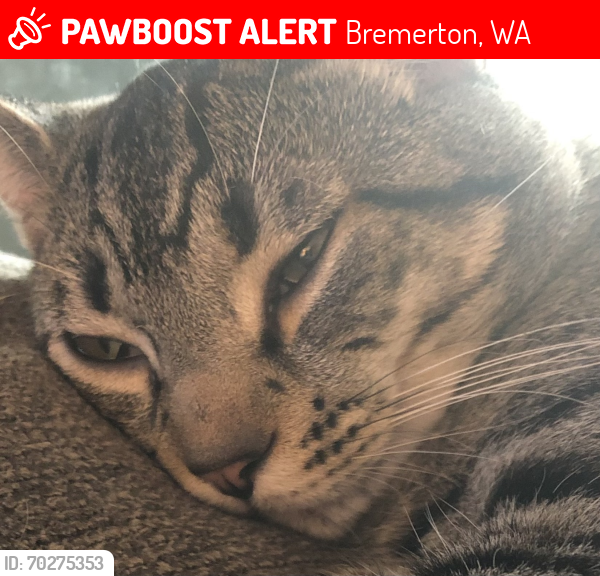 Lost Male Cat last seen Ambrose apmts , Bremerton, WA 98312