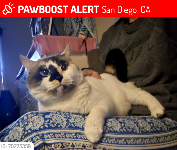 Lost Female Cat last seen 33rd st, San Diego, CA 92104