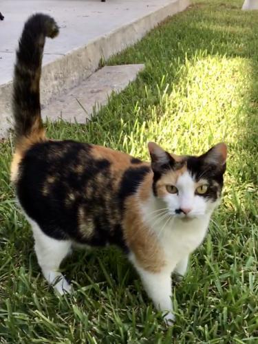 Lost Female Cat last seen Near W Craig Place / San Pedro , San Antonio, TX 78212
