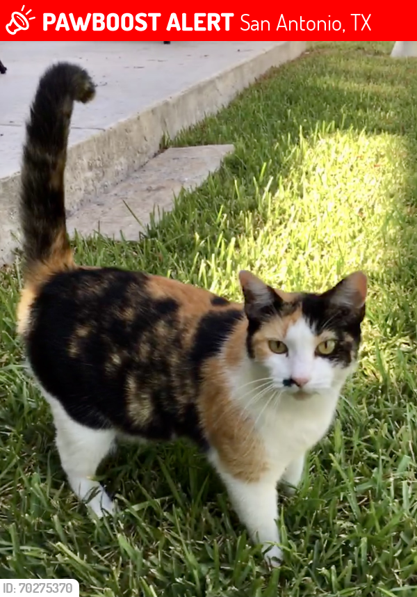 Lost Female Cat last seen Near W Craig Place / San Pedro , San Antonio, TX 78212