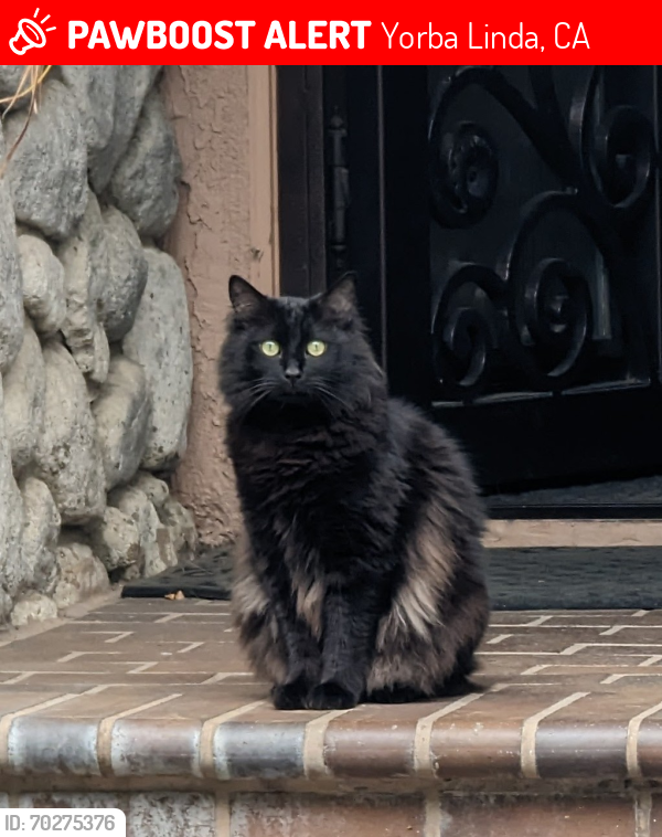 Lost Male Cat last seen Avenue Despacio and La Fiesta , Yorba Linda, CA 92887