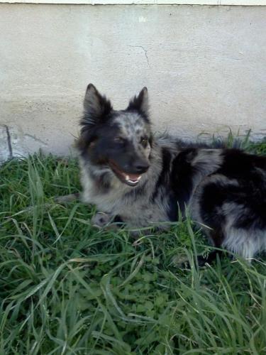 Lost Female Dog last seen Westinghouse & Maple, Georgetown, TX 78626