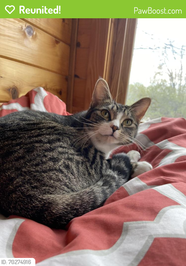 Reunited Female Cat last seen Woody Ln NW and 109th Ave NW, Coon Rapids, MN 55448