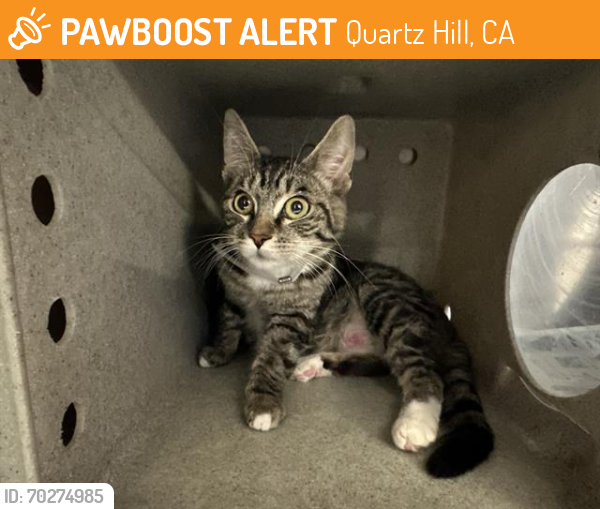 Shelter Stray Female Cat last seen , Quartz Hill, CA 93536