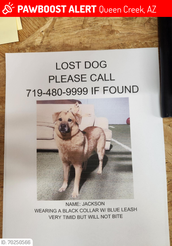 Lost Male Dog last seen Via Del Arroyo & E. Chandler Heights , Queen Creek, AZ 85142