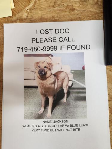 Lost Male Dog last seen Via Del Arroyo & E. Chandler Heights , Queen Creek, AZ 85142