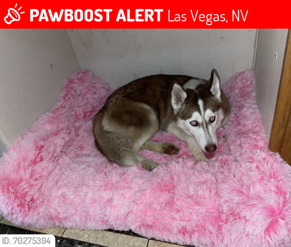 Lost Female Dog last seen Near turtle river ave Las Vegas nv 89156, Las Vegas, NV 89156