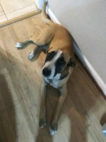 Lost Male Dog last seen Evans and lowell, Denver, CO 80219