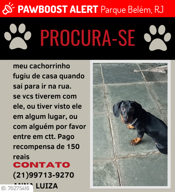 Lost Male Dog last seen  Gamboa do Belém Angra dos Reis , Parque Belém, RJ 23937
