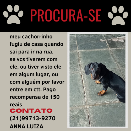 Lost Male Dog last seen  Gamboa do Belém Angra dos Reis , Parque Belém, RJ 23937