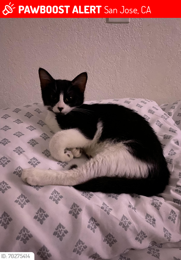 Lost Male Cat last seen King and McKee , San Jose, CA 95116