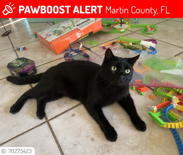 Lost Male Cat last seen Salerno Rd, Linden St, Gaines Ave, De La Plane Preserve , Martin County, FL 34997