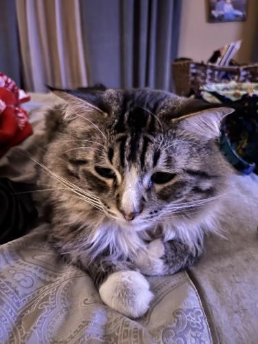 Lost Male Cat last seen Chestnut ranch Ave and Smokey sky , Henderson, NV 89052
