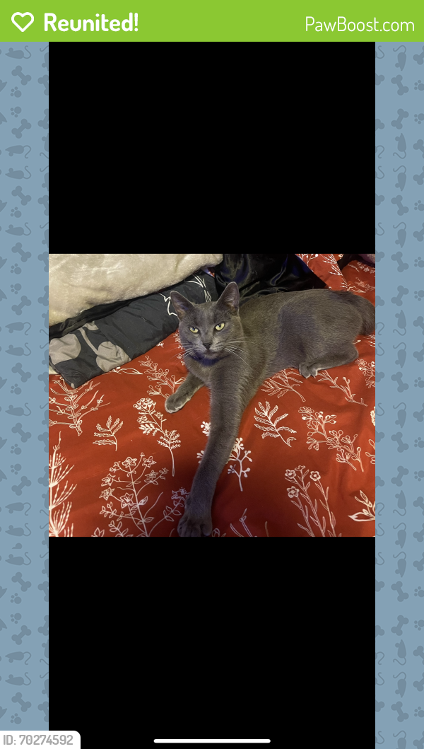 Reunited Male Cat last seen E 228thSt and Marbella Ave, Cats Ave  , Carson, CA 90745