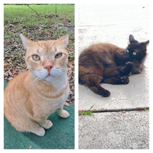Lost Female Cat last seen Lantana and Lawrence , Atlantis, FL 33462