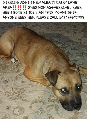 Lost Female Dog last seen Daisy lane round about  , grant line road , , New Albany, IN 47150