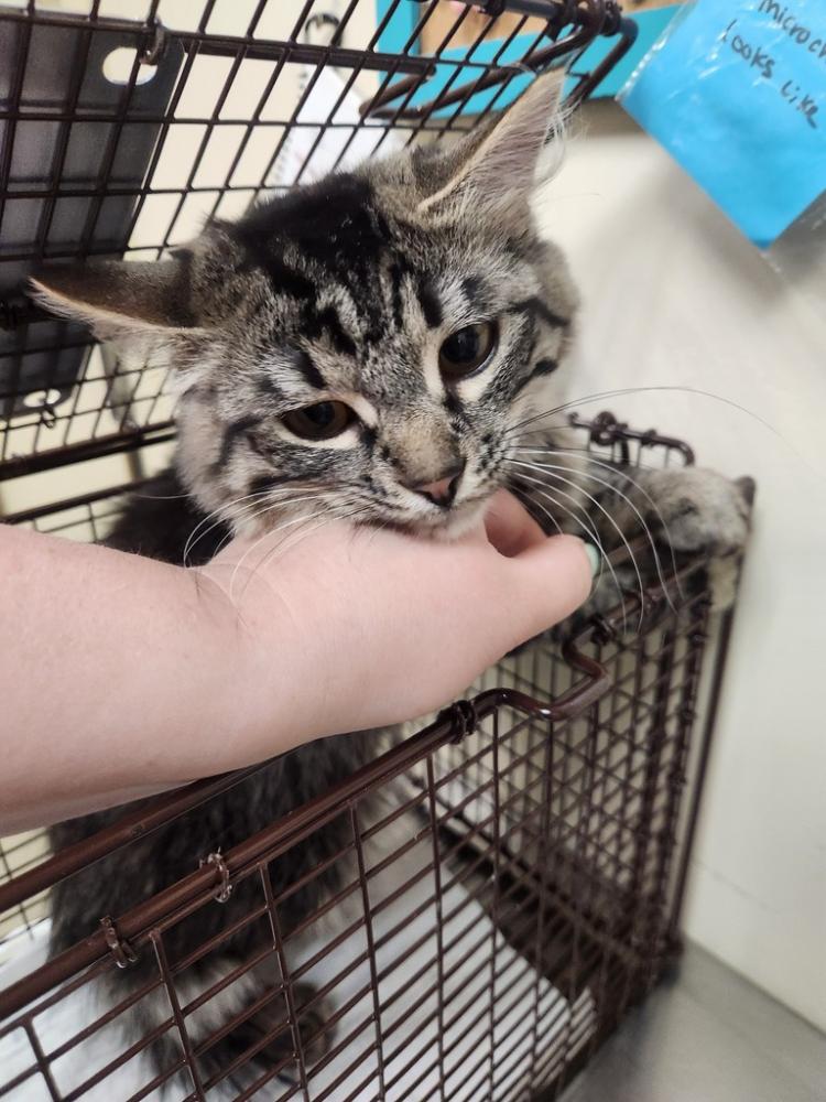 Shelter Stray Female Cat last seen Highland And Newport, MEAD, WA, 99021, Spokane, WA 99212