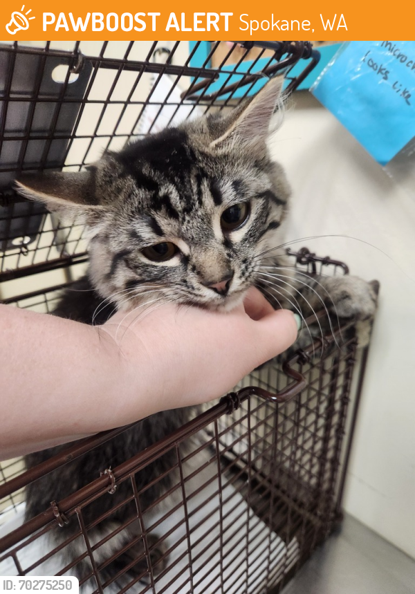 Shelter Stray Female Cat last seen Highland And Newport, MEAD, WA, 99021, Spokane, WA 99212