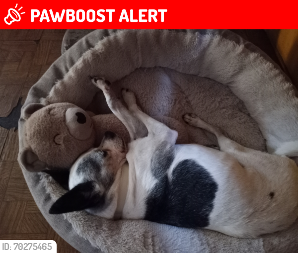 Lost Male Dog last seen S. Woods Ave. & E. 3rd St., East Los Angeles , East Los Angeles, CA 90022