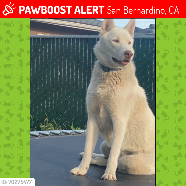 Lost Male Dog last seen pacific high school, San Bernardino, CA 92415