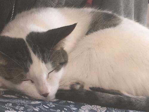 Lost Female Cat last seen Creditview Rd & Wanless Rd Intersection , Brampton, ON L7A