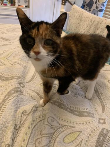 Lost Female Cat last seen Springfield, Wigan , Greater Manchester, England WN6
