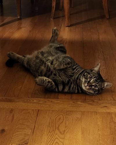 Lost Male Cat last seen Burnside and 41st, Portland, OR 97214