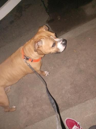 Found/Stray Male Dog last seen Banyan  and Sycamore Dr Antioch ca, Antioch, CA 94509