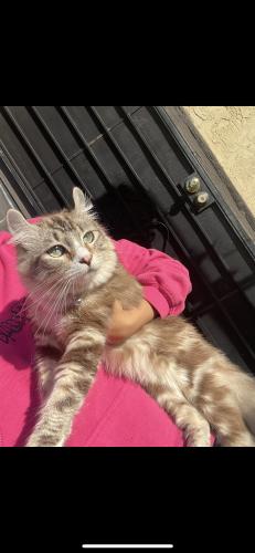 Lost Female Cat last seen E sixth st, Stockton, CA 95206