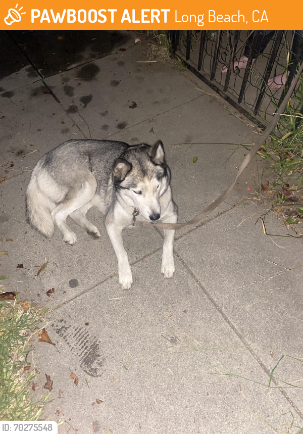 Found/Stray Female Dog last seen Burnett Ave, Long Beach, CA 90806