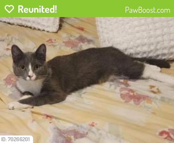 Reunited Female Cat last seen Ramblewood Clinton MD , Clinton, MD 20735