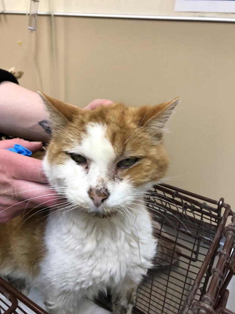 Shelter Stray Male Cat last seen Near E 14th Avenue, SPOKANE VALLEY, WA, 99016, Spokane, WA 99212