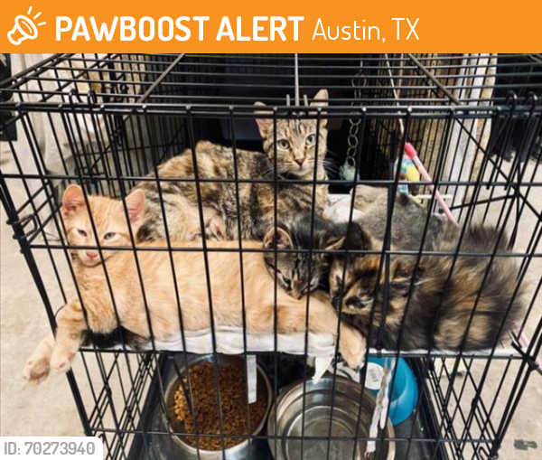 Shelter Stray Male Cat last seen Near BLOCK S LAMAR BLVD, Austin, TX 78702